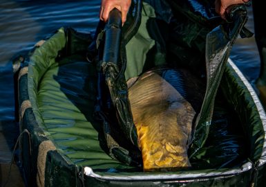 Carp Care & Weighing